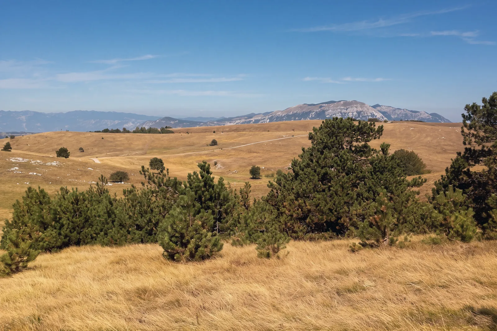Vremščica, a grassy upland on the edge of the Karst: dry golden grass, groups of pines, a cart track across the pasture and outcrops of white limestone; mountains on the horizon under a deep blue sky with streaks of high cloud.