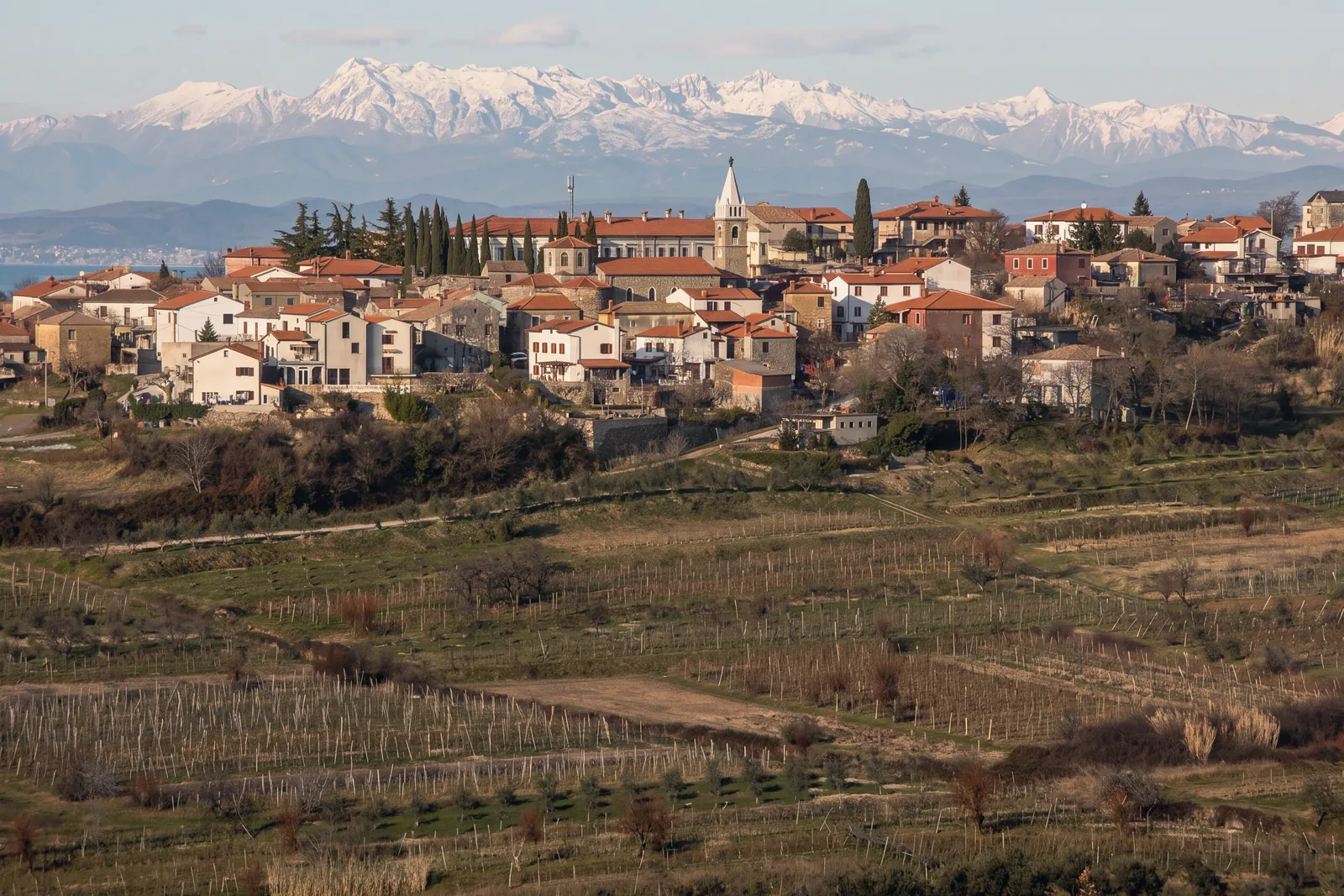 Šmarje, a village on a ridge of the Šavrini hills behind Koper, with its church and bell tower among stone houses and cypresses; in front, rows of vines and a few olive trees in winter; on the horizon, the snow-covered Julian Alps. Warm late-afternoon light.