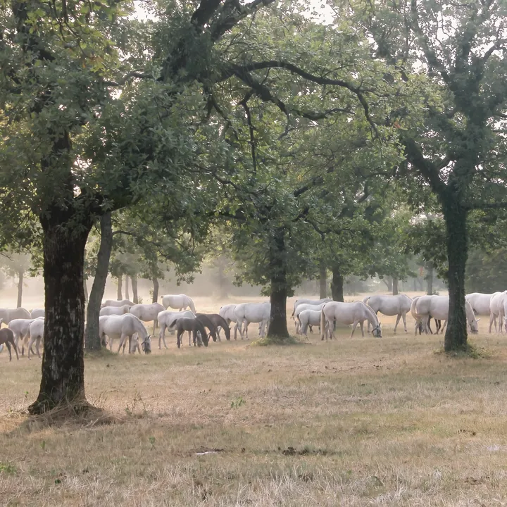 Weiße Lipizzanerstuten mit dunklen Fohlen grasen unter den Eichen von Lipica auf dem trockenen Gras des Spätsommers, im Hintergrund ein Nebelschleier zwischen den Stämmen.