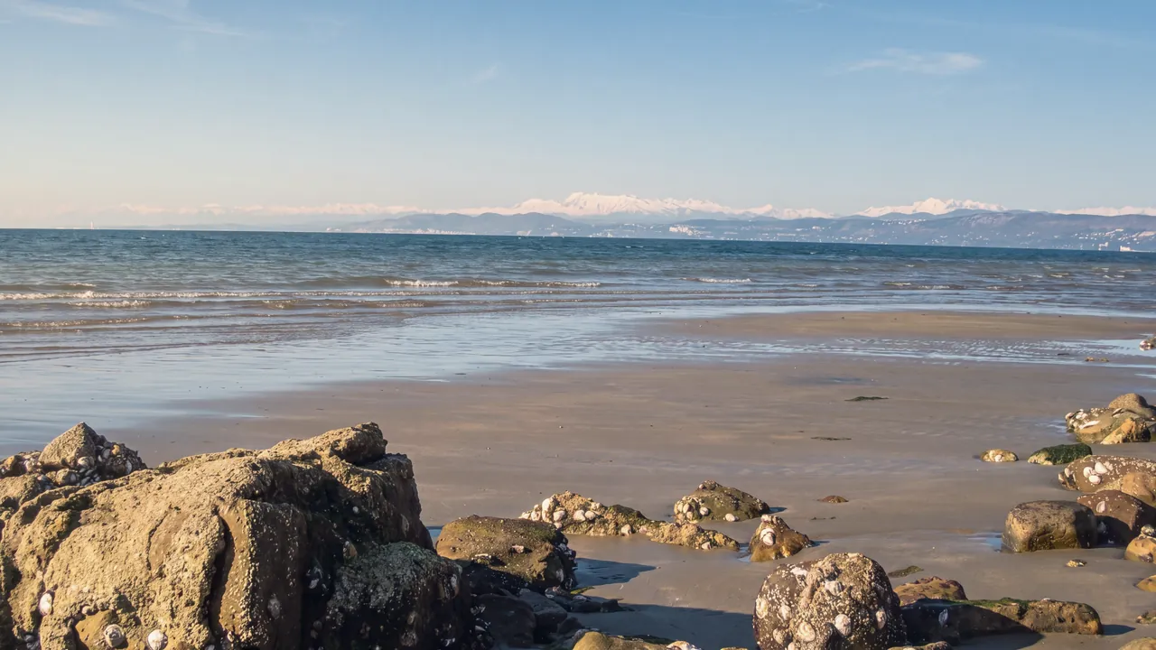Ebbe am Strand von Debeli rtič in Ankaran am Nachmittag: im Vordergrund muschelbedeckte Felsen, nasser Sand und kleine Wellen; jenseits des Golfs die italienische Küste Richtung Triest und dahinter die verschneiten Alpen.