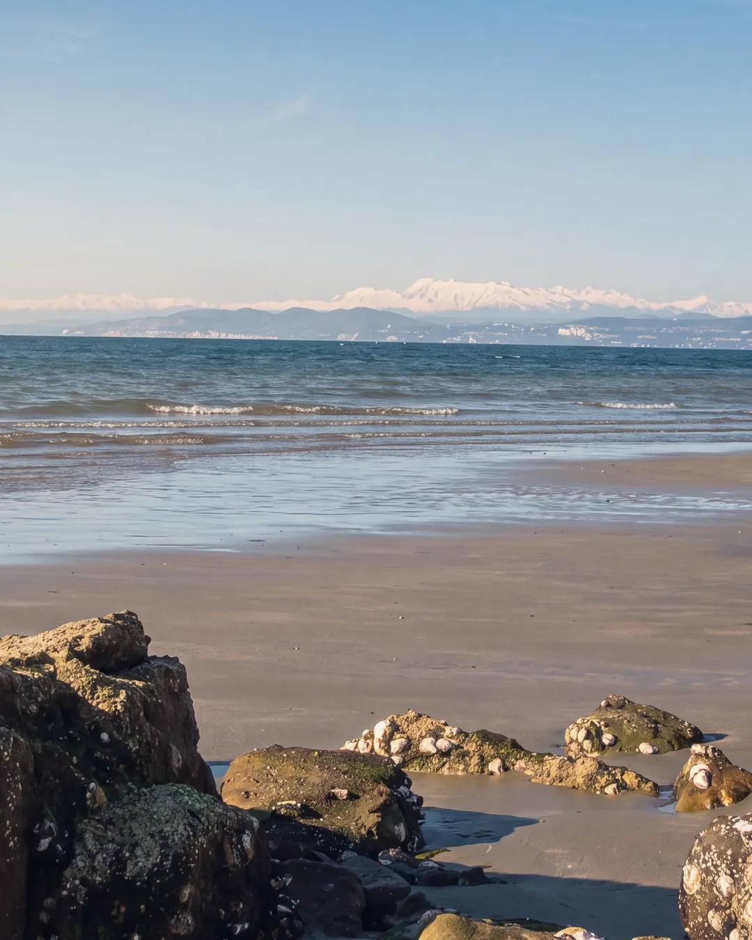 Ebbe am Strand von Debeli rtič in Ankaran am Nachmittag: im Vordergrund muschelbedeckte Felsen, nasser Sand und kleine Wellen; jenseits des Golfs die italienische Küste Richtung Triest und dahinter die verschneiten Alpen.
