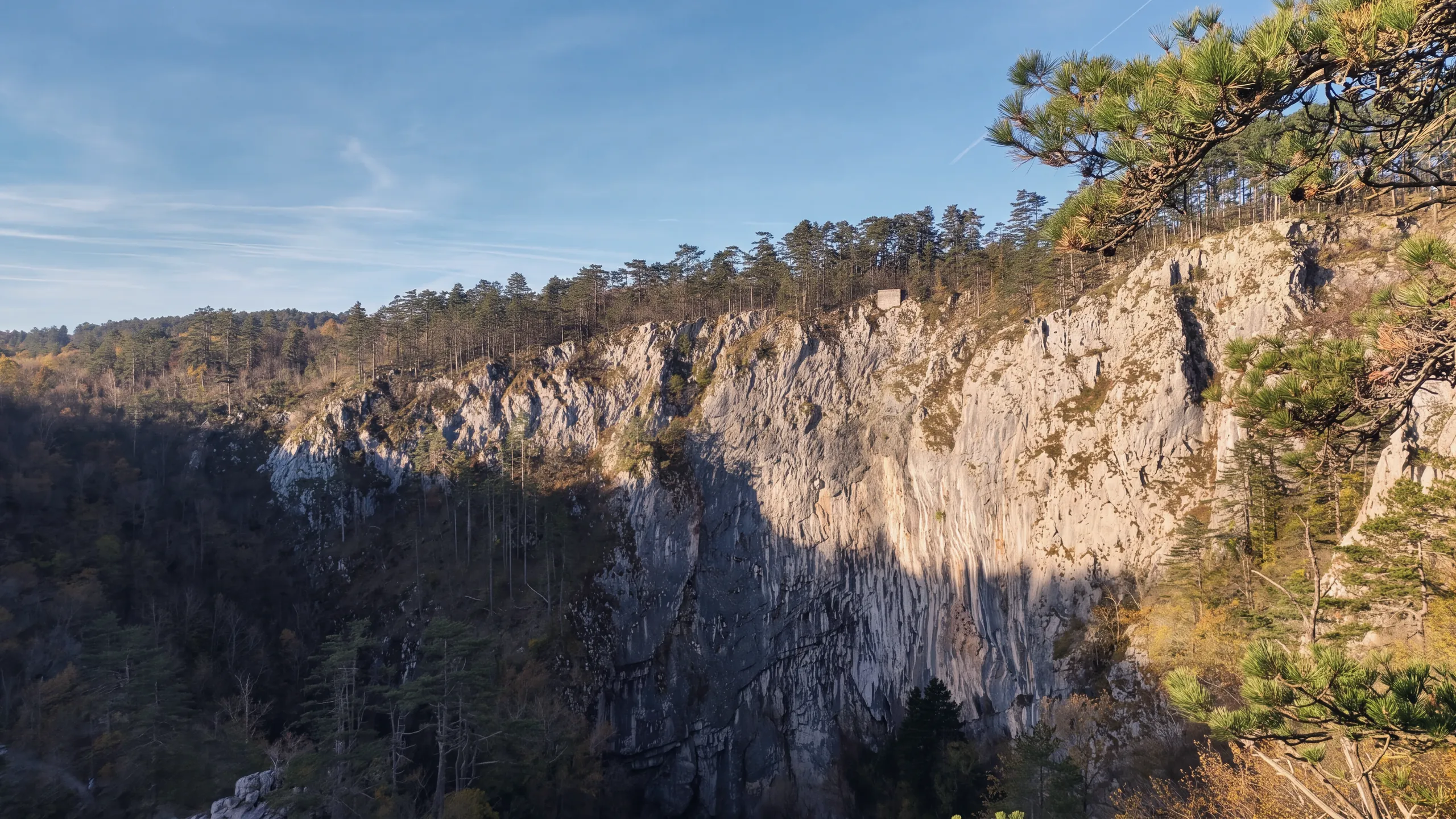 The western wall of Velika dolina, the large collapse doline of the Škocjan Caves, seen from the rim in the open air: pale limestone with vertical fluting, partly in shadow, a line of black pines along the edge and a small stone structure; on the right, pine branches in the foreground. Low autumn light.
