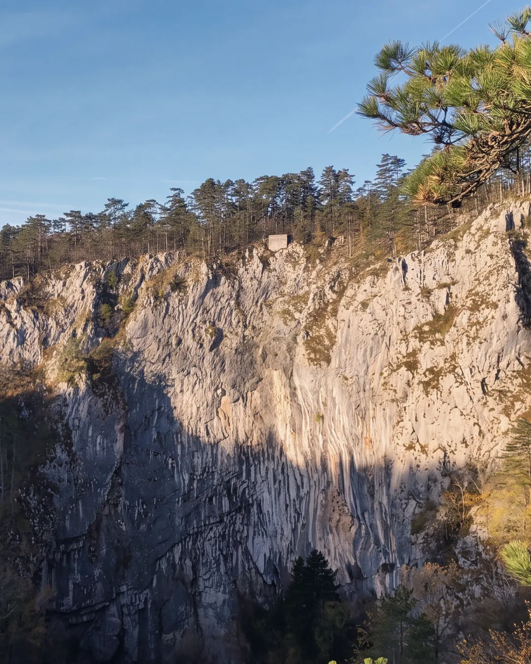 The western wall of Velika dolina, the large collapse doline of the Škocjan Caves, seen from the rim in the open air: pale limestone with vertical fluting, partly in shadow, a line of black pines along the edge and a small stone structure; on the right, pine branches in the foreground. Low autumn light.