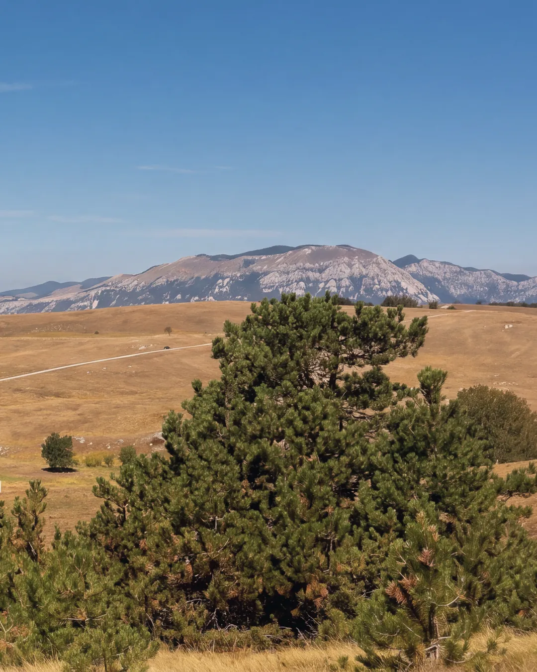 Dry grass pastures on Vremščica, in the Karst: clumps of black pine in the foreground, then limestone outcrops, a few solitary trees and a dirt track; on the horizon, a range of limestone mountains. Clear light, blue sky with a few high clouds.