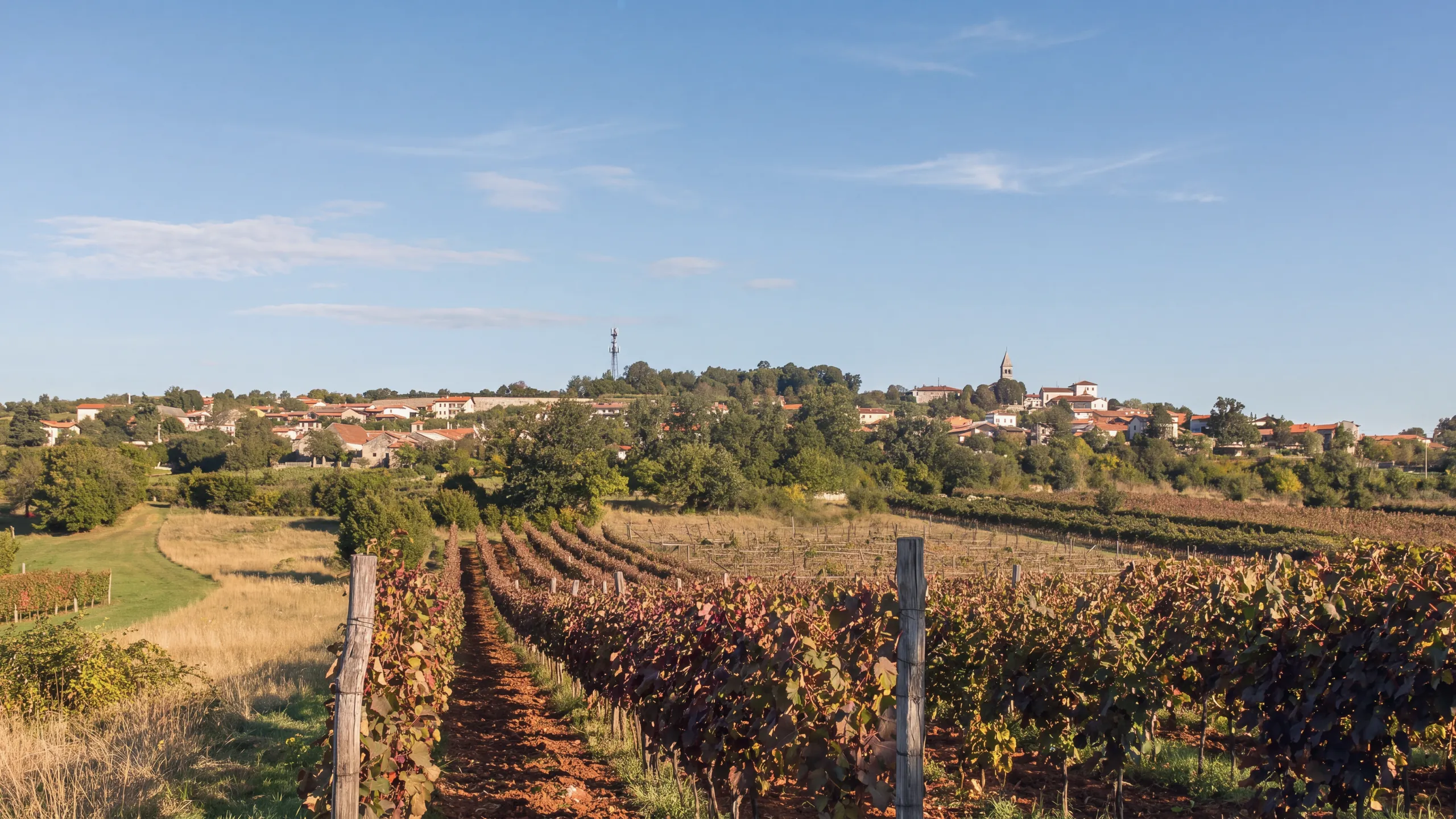 A vineyard on red soil below Tomaj, in the Karst: rows of reddening vines leading towards the village on the ridge, with the bell tower on the right and a telecommunication mast in the centre; two wooden poles in the foreground, a meadow on the left. Morning light, clear sky.