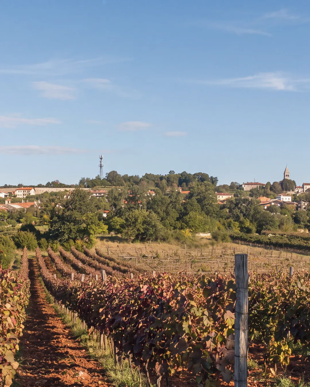 A vineyard on red soil below Tomaj, in the Karst: rows of reddening vines leading towards the village on the ridge, with the bell tower on the right and a telecommunication mast in the centre; two wooden poles in the foreground, a meadow on the left. Morning light, clear sky.